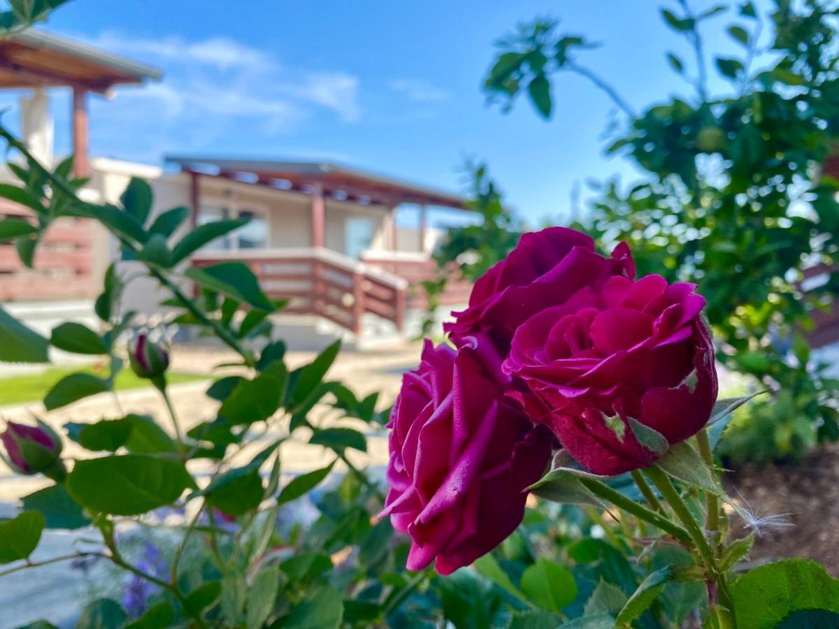 Mobile Homes Kamp Maslina, Biograd Na Moru Dış mekan fotoğraf